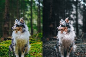 LR/PS预设-170个风光户外旅拍自然摄影Lightroom电影调色预设Master Collection including Limited